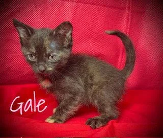 Gale thumbnail 2