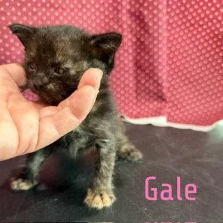 Gale thumbnail 3