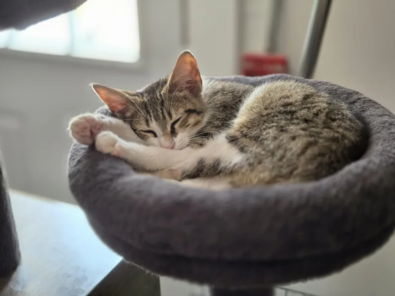 A baby small-sized male Domestic Short Hair cat named Luigi for adoption in Philadelphia, PA