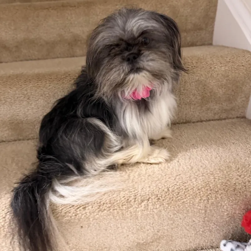 A young small-sized female Pekingese dog named Bubbling Over for adoption in Fredericksburg, VA