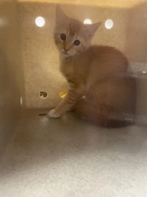 A baby small-sized female Domestic Short Hair cat named Cactus for adoption in Tallahassee, FL