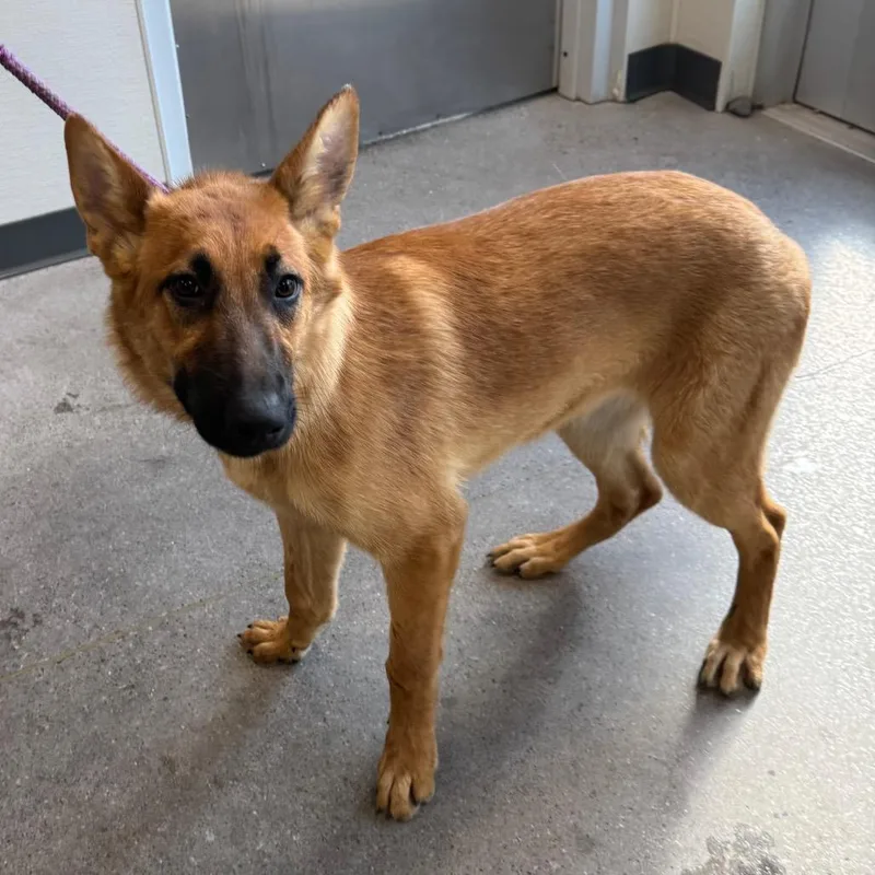 A young medium-sized female Yellow / Tan / Blond / Fawn Mixed Breed dog named Harper for adoption in Las Cruces, NM