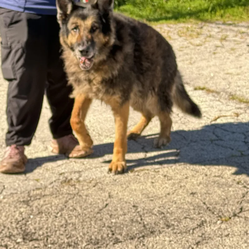 A senior large-sized male Black German Shepherd Dog dog named Ruger for adoption in Steger, IL