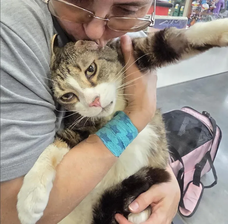 A senior medium-sized male Tabby (Buff / Tan / Fawn) Domestic Short Hair cat named Buddy for adoption in Cincinnati, OH