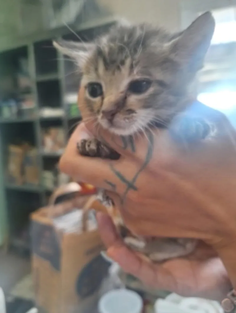 A baby medium-sized male Tabby (Brown / Chocolate) Domestic Short Hair cat named Niblet for adoption in Winfield, KS