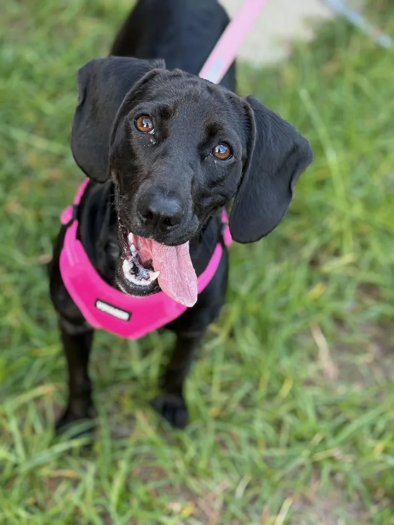 A baby small-sized female Black Boykin Spaniel dog named Belle for adoption in Sumter, SC