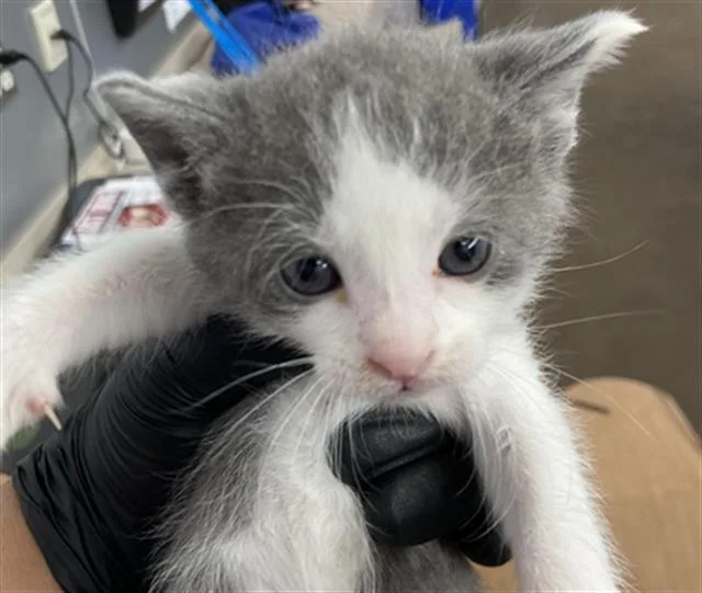 A baby medium-sized male Domestic Short Hair cat named Van Gogh for adoption in Dallas, TX