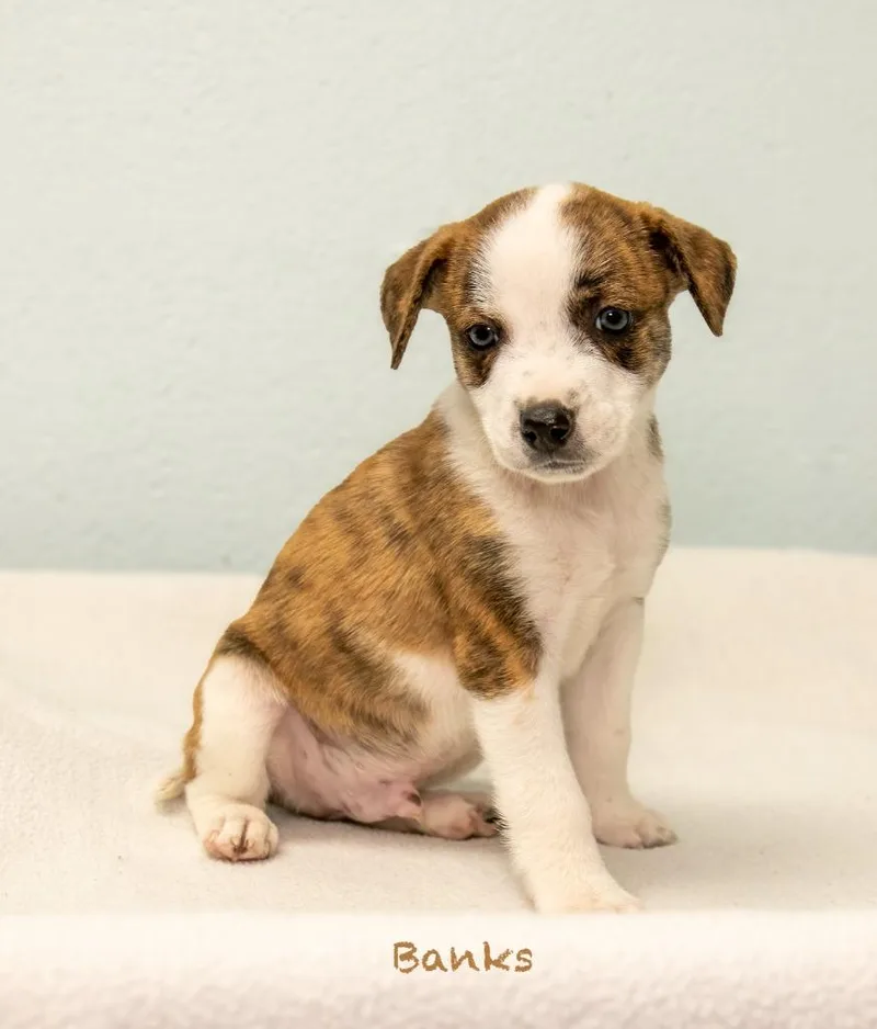 A baby medium-sized male Hound dog named Banks for adoption in Manchester, CT