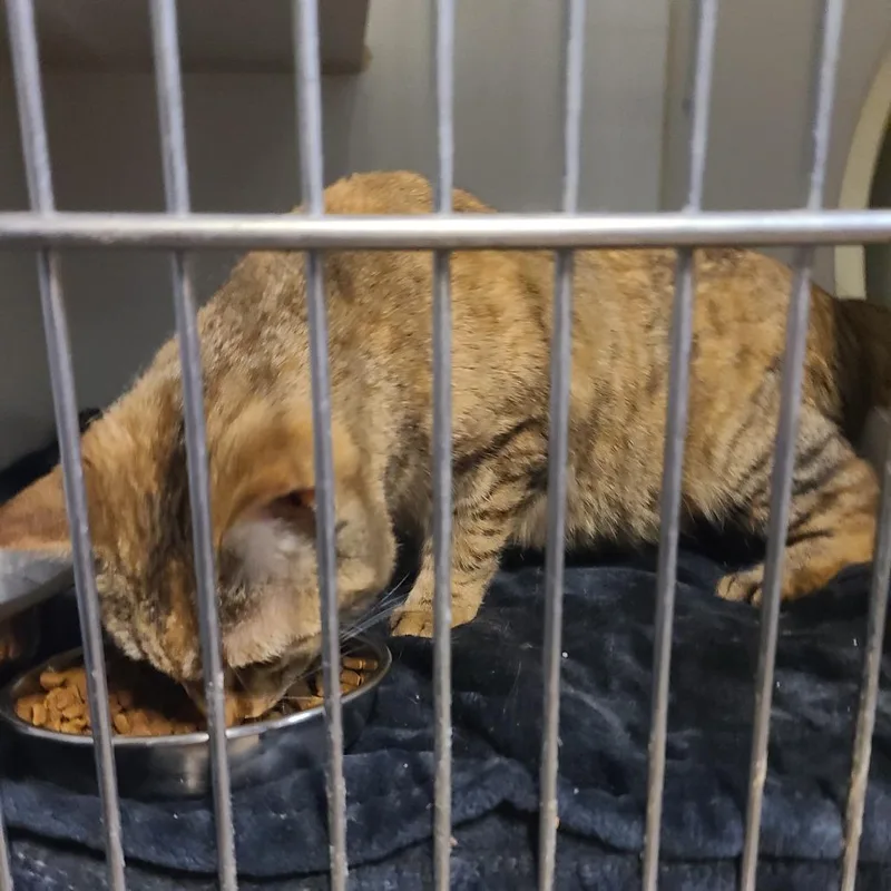 Josephine thumbnail 2