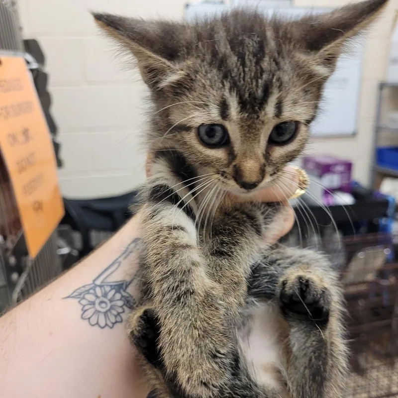 A baby small-sized female Brown / Chocolate Domestic Short Hair cat named Cloe for adoption in Lake Panasoffkee, FL