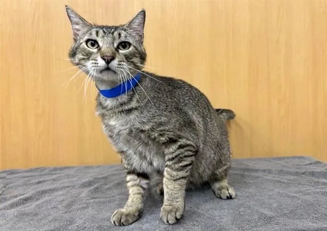 An adult medium-sized male Domestic Medium Hair cat named Munch for adoption in Saint Louis, MO