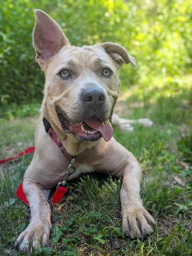 A young large-sized female Mixed Breed dog named Rue for adoption in Hyde Park, NY