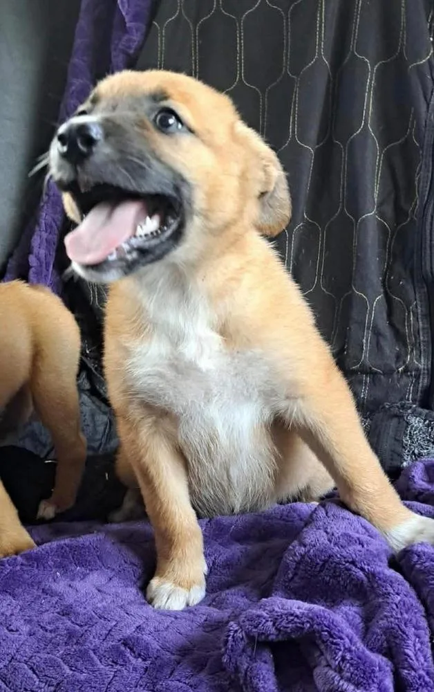 A baby medium-sized female Shepherd dog named Cosette for adoption in Shawnee, OK