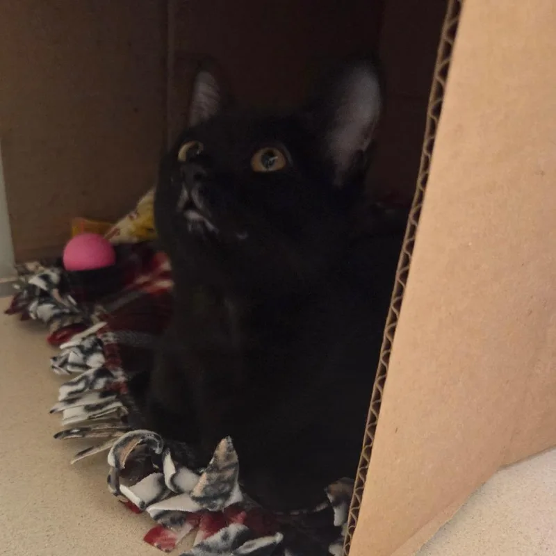 A baby small-sized female Black Domestic Short Hair cat named Luna for adoption in Ballston Spa, NY