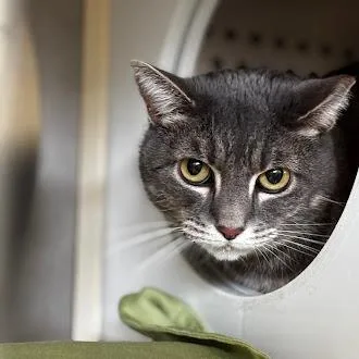 An adult large-sized female Gray / Blue / Silver Domestic Short Hair cat named Topanga for adoption in Roanoke, VA