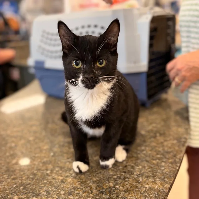 A baby small-sized male Domestic Short Hair cat named Oolong for adoption in Spokane, WA