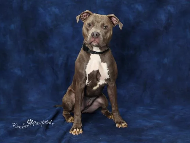 A young medium-sized female Boxer dog named Meta for adoption in Omaha, NE