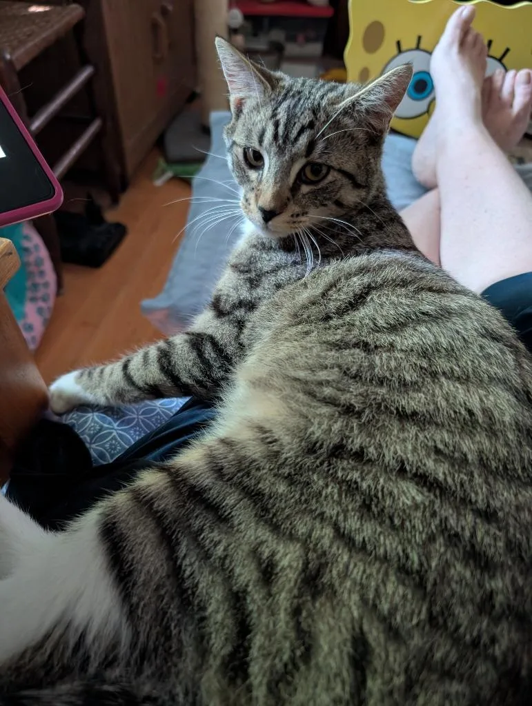 A baby medium-sized male Domestic Short Hair cat named Tyson for adoption in Youngsville, NC