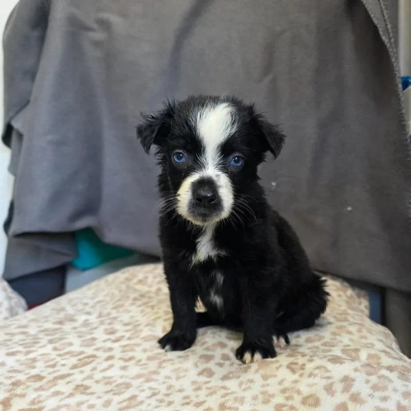 A baby small-sized female Black Border Collie dog named Beans for adoption in Jackson, MO