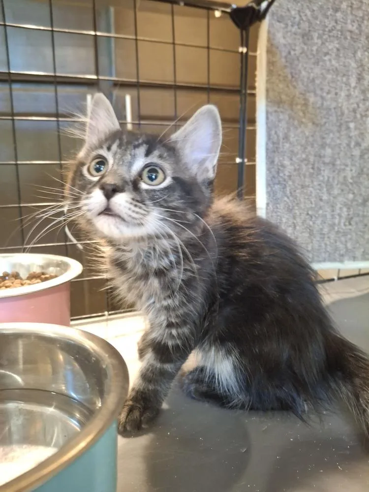 A baby small-sized male Domestic Medium Hair cat named Meeny Ch for adoption in Peoria, IL