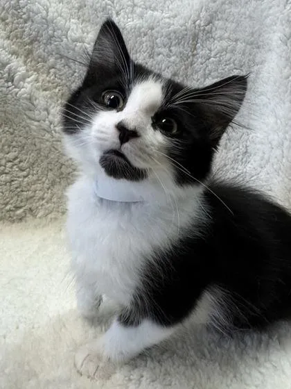 Gus Gus $ At thumbnail 2