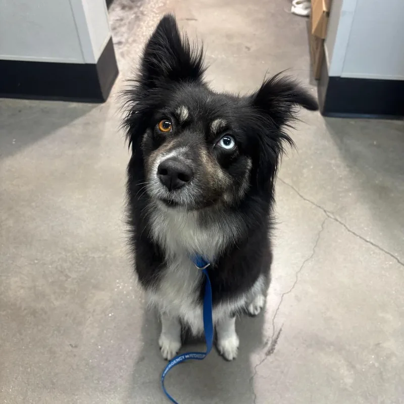 An adult medium-sized female Black Border Collie dog named Aaliyah for adoption in Tampa, FL
