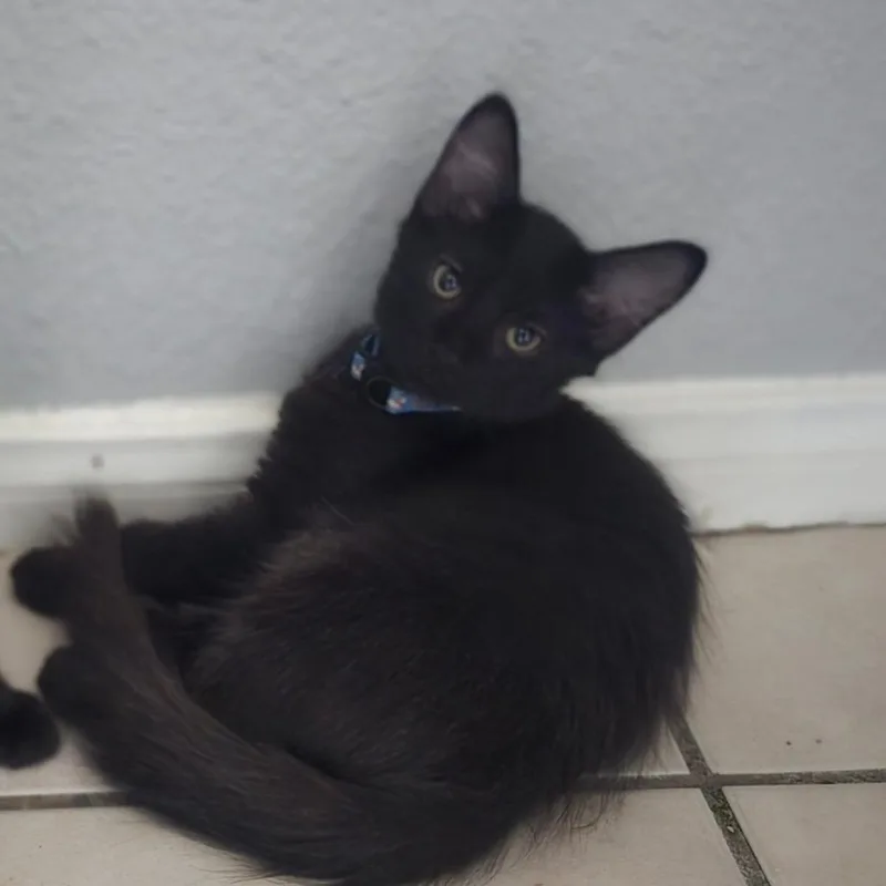 A baby small-sized male Black Domestic Medium Hair cat named Luther for adoption in Calimesa, CA