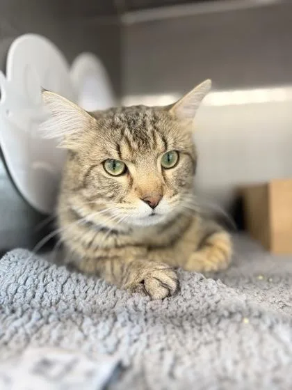 An adult medium-sized female Domestic Short Hair cat named Frylock for adoption in West Chester, PA