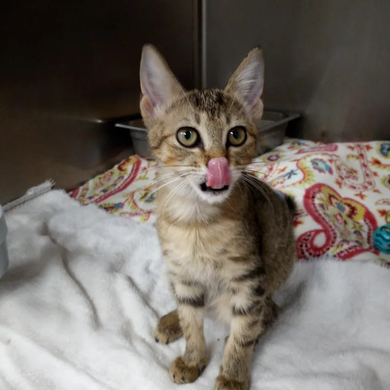 A baby small-sized female Brown / Chocolate Domestic Short Hair cat named Minnow for adoption in Beaumont, TX