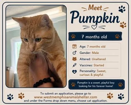 A young medium-sized male Domestic Short Hair cat named Pumpkin for adoption in West Memphis, AR