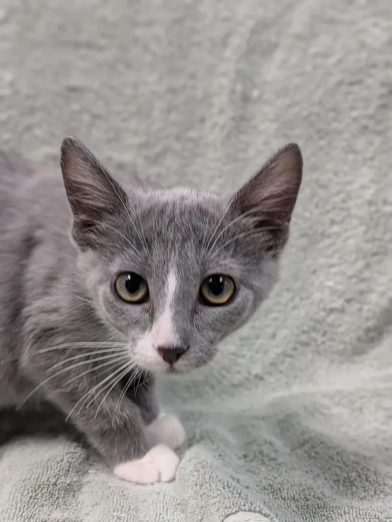 A young medium-sized female Gray & White Domestic Short Hair cat named Irene for adoption in Decatur, IL