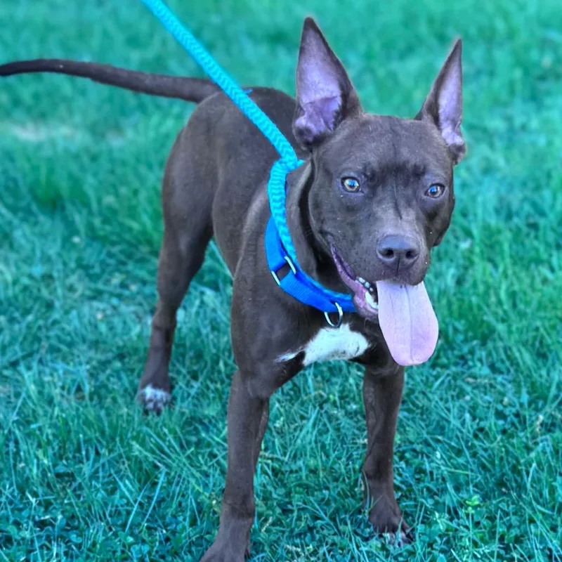 A young medium-sized female Brown / Chocolate Mixed Breed dog named Dot for adoption in Parkersburg, WV