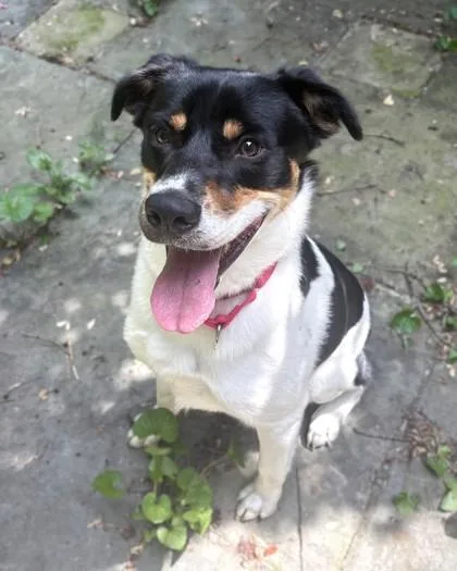 An adult medium-sized male Terrier dog named Rocky for adoption in Washington, DC