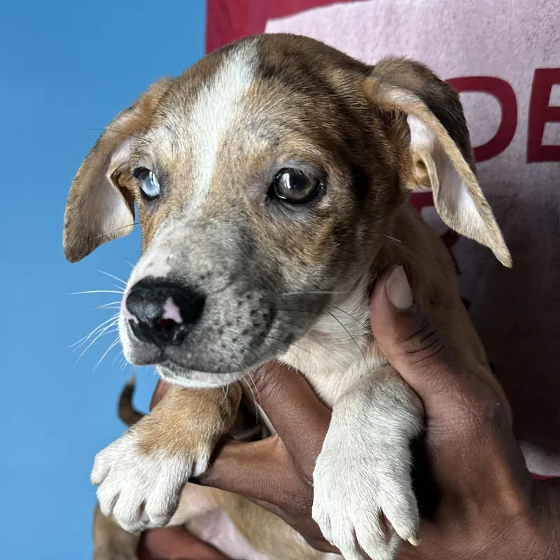 Ginger  Local April thumbnail 2