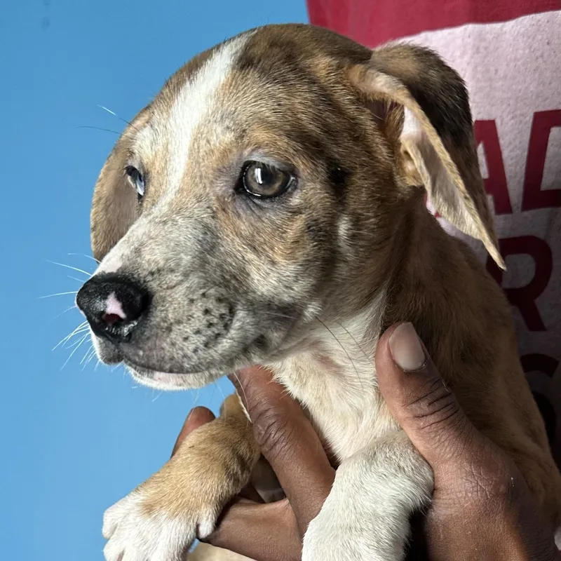 Ginger  Local April thumbnail 3