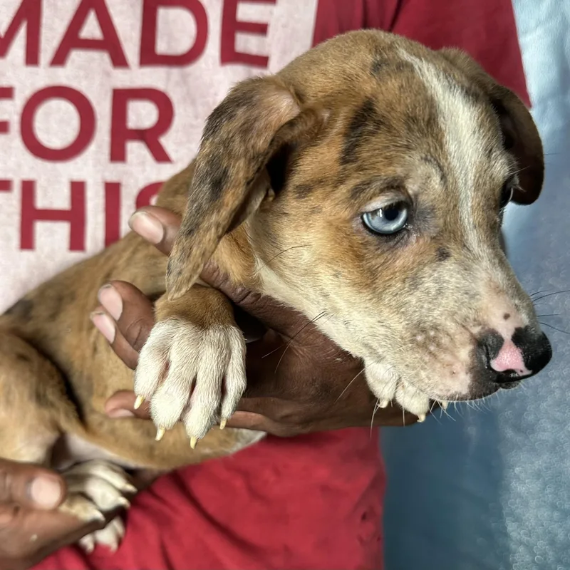 Ginger  Local April thumbnail 4