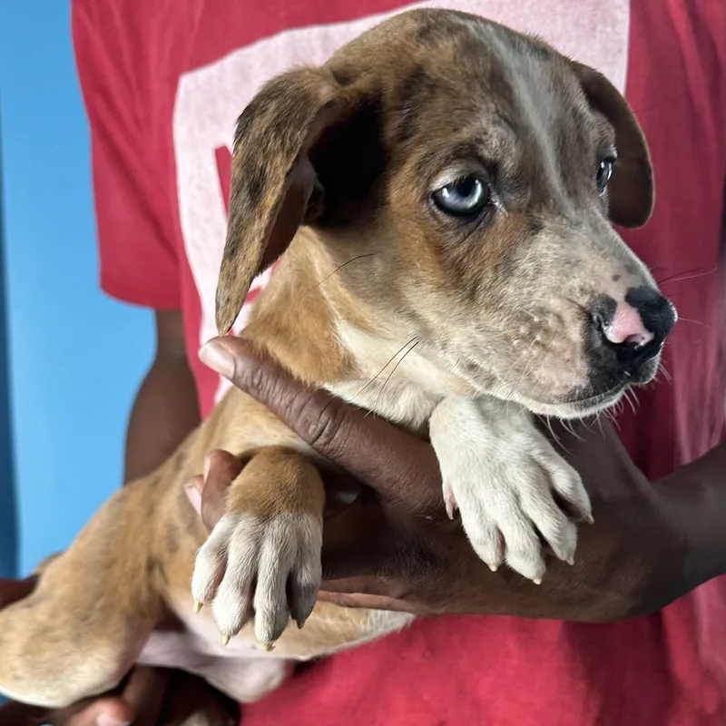 Ginger  Local April thumbnail 5