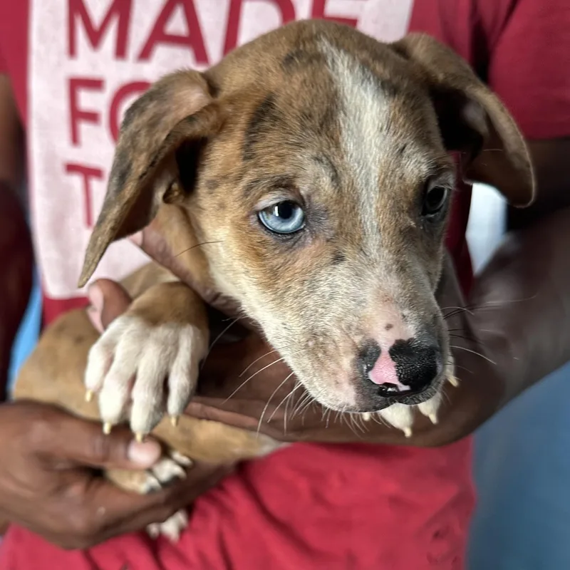 Ginger  Local April thumbnail 6