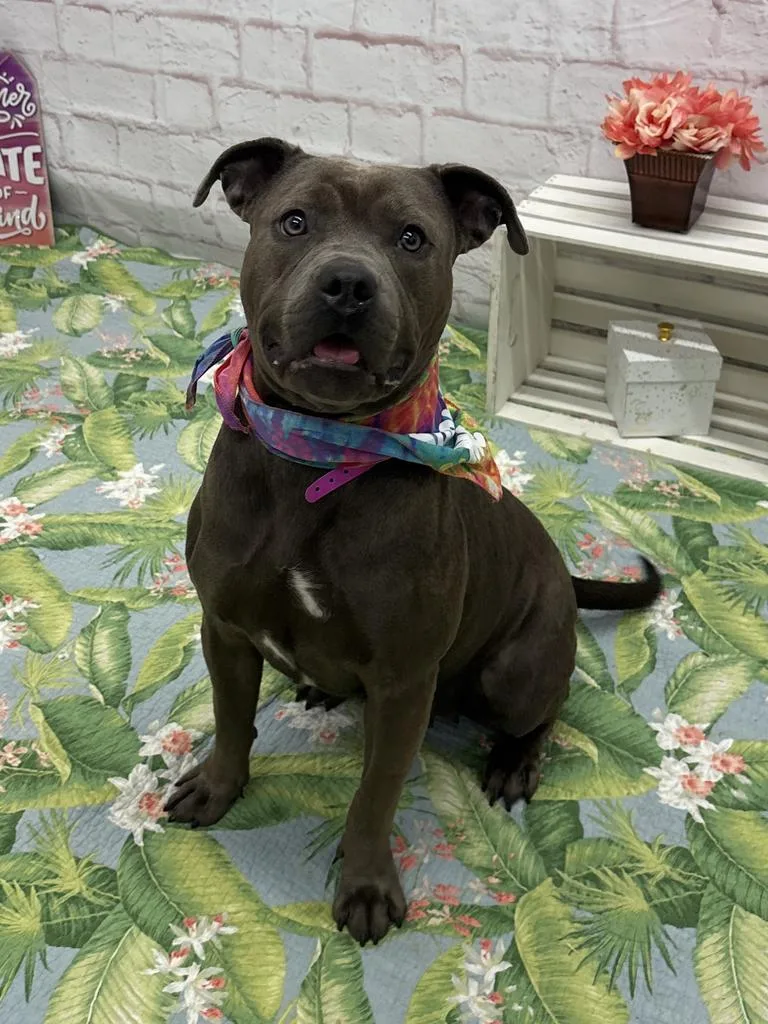 A young medium-sized female Mixed Breed dog named Kimora Blac for adoption in Detroit, MI