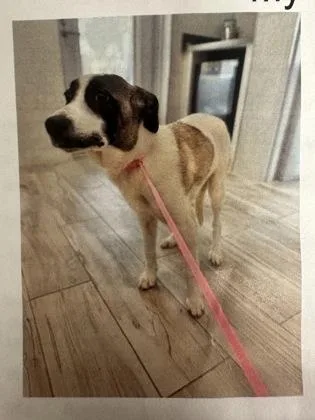 A young large-sized male Mixed Breed dog named Brewster for adoption in Palm Coast, FL