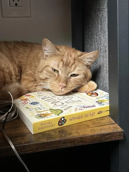 An adult medium-sized male Domestic Medium Hair cat named Theodore for adoption in Ridgewood, NY