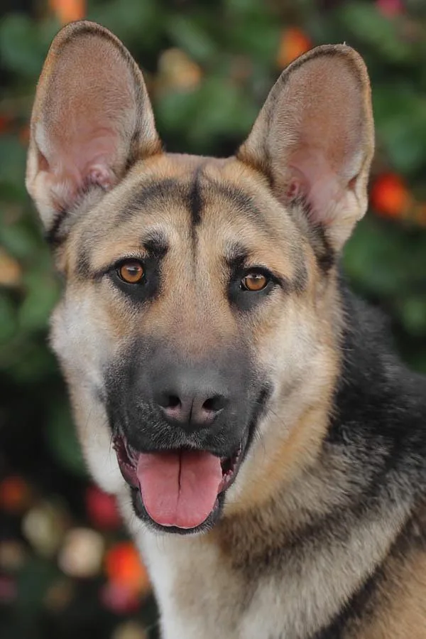 A young large-sized male Black German Shepherd Dog dog named Brando Von Borod for adoption in Los Angeles, CA