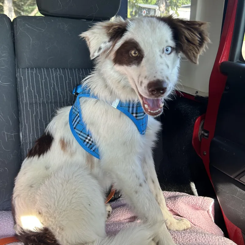 A young medium-sized male White / Cream Australian Shepherd dog named Ollie for adoption in Normal, IL
