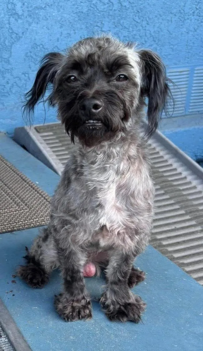 A young small-sized male Maltese dog named Oreo for adoption in Corona, CA