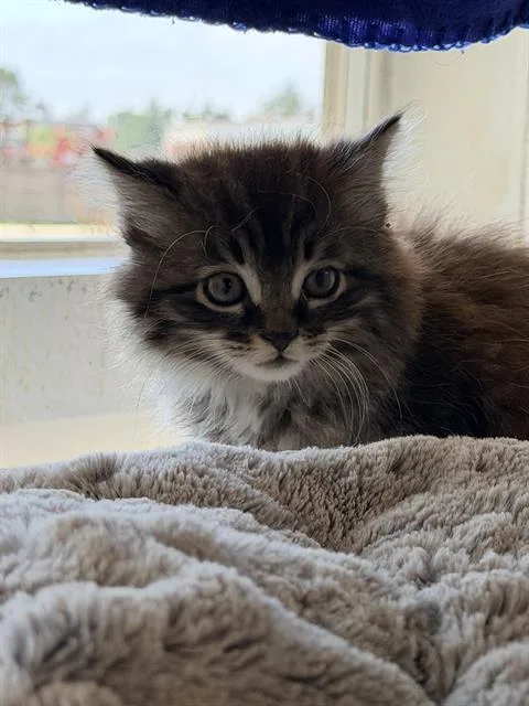 A baby small-sized female Domestic Long Hair cat named Cradle for adoption in Santa Cruz, CA