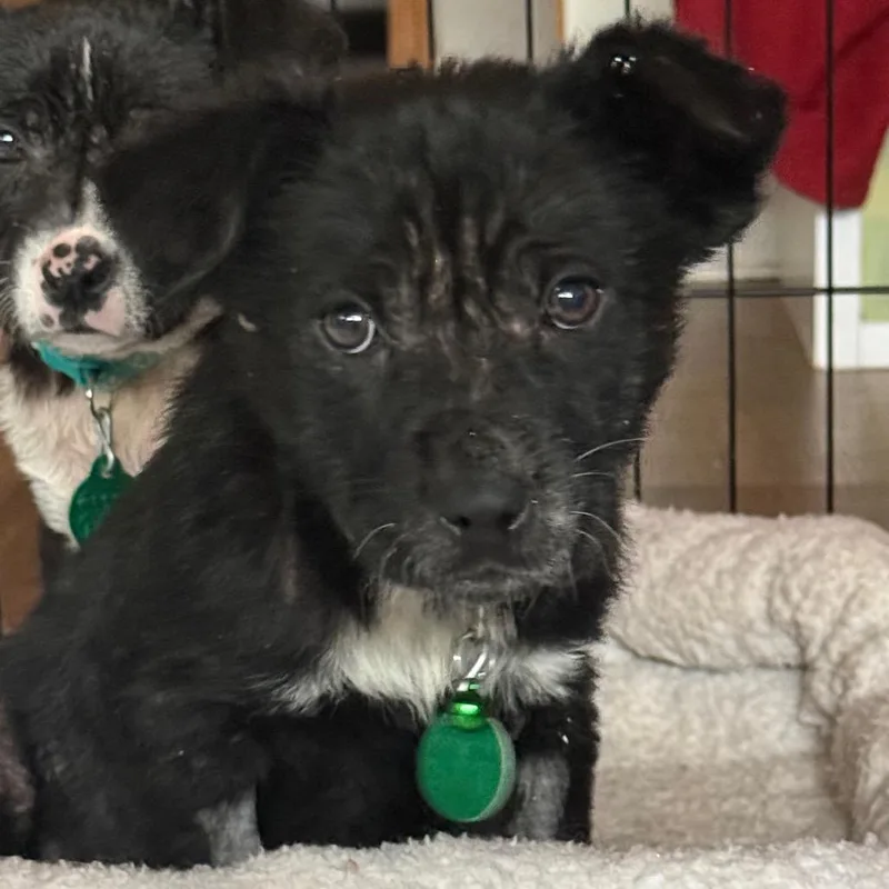 A baby small-sized male Black Mixed Breed dog named Soot for adoption in Buffalo, MN