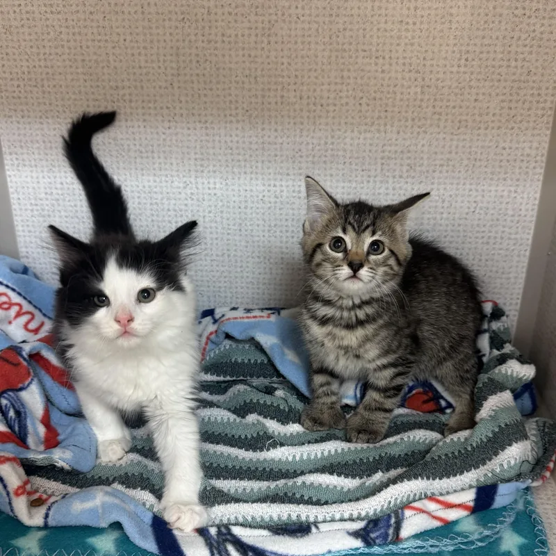 A baby small-sized male Tabby (Brown / Chocolate) Domestic Medium Hair cat named Harold and Maude for adoption in Salem, NH