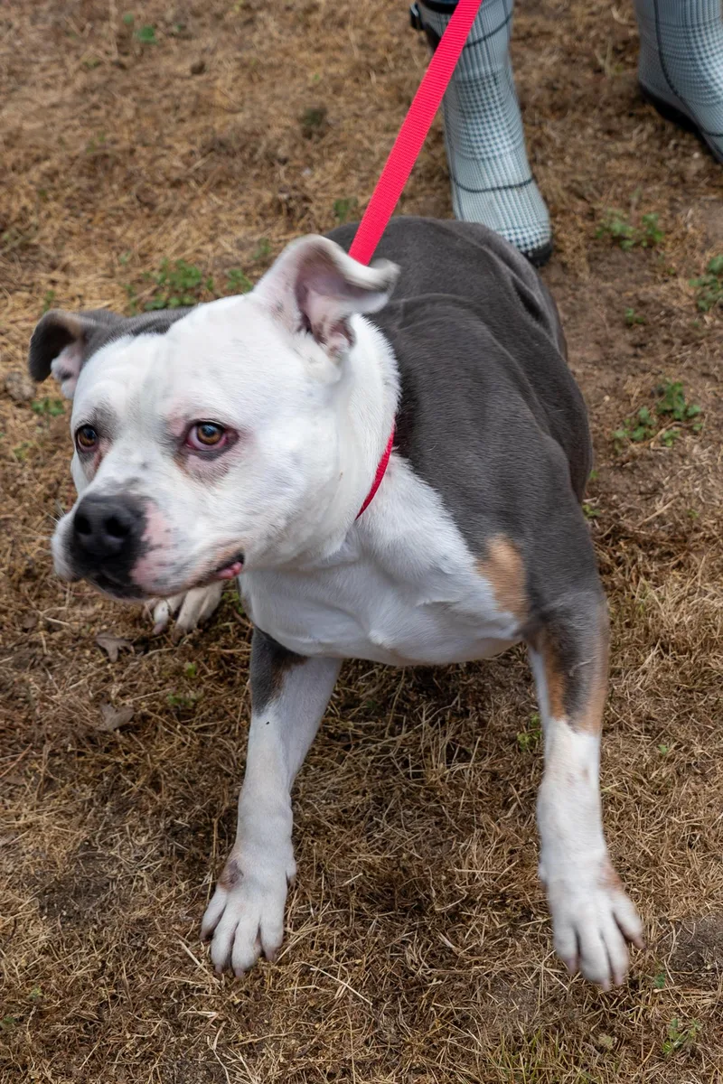 An adult medium-sized male White / Cream Pit Bull Terrier dog named Pepper for adoption in King George, VA