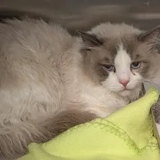 An adult medium-sized male Ragdoll cat named Jason for adoption in Philadelphia, PA