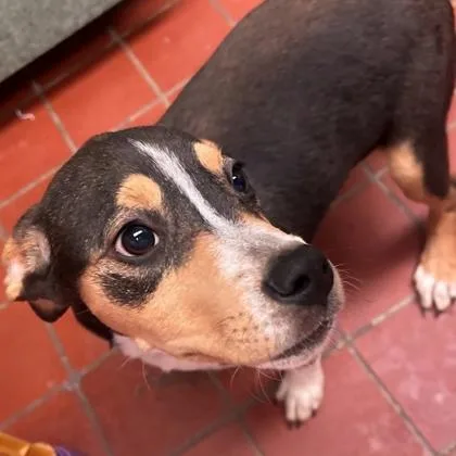 Olivepet Supplies Plus